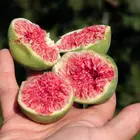 Conadria Fig Tree