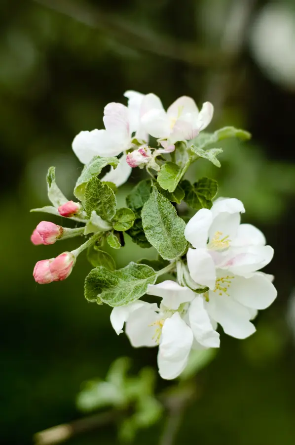 Apple Seedlings Apple Seedlings