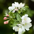 Apple Seedlings