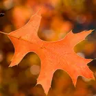 Pin Oak Tree