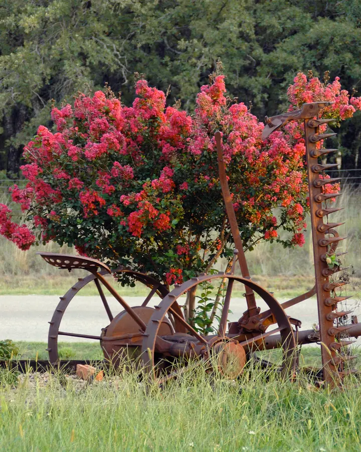 Tonto Crepe Myrtle Tonto Crepe Myrtle