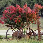 Tonto Crepe Myrtle