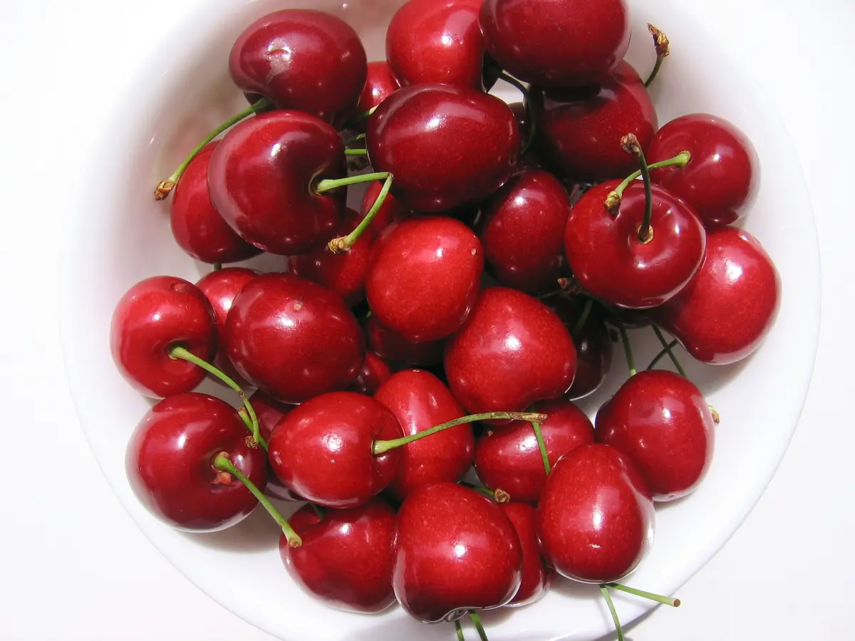 Bing Cherry Tree Bing Cherry Tree
