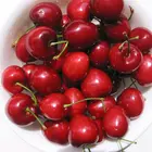 Bing Cherry Tree