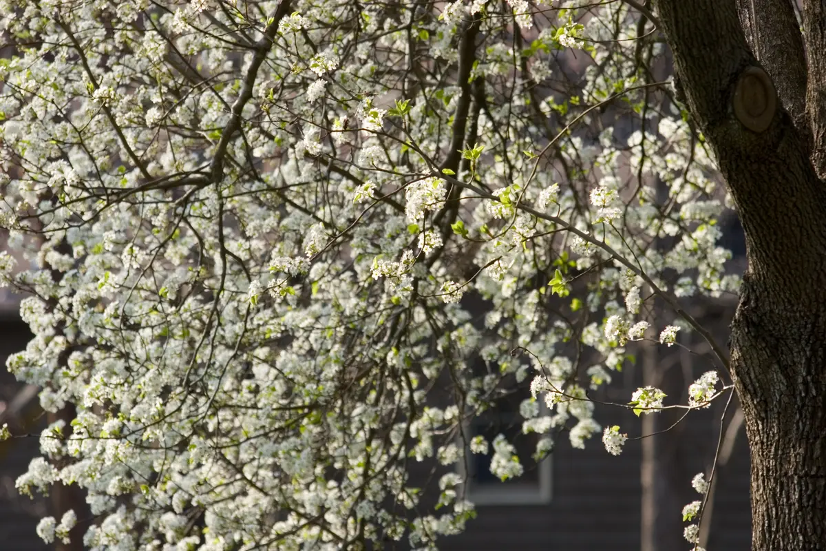 Bradford Flowering Pear Tree