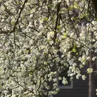 Bradford Flowering Pear Tree