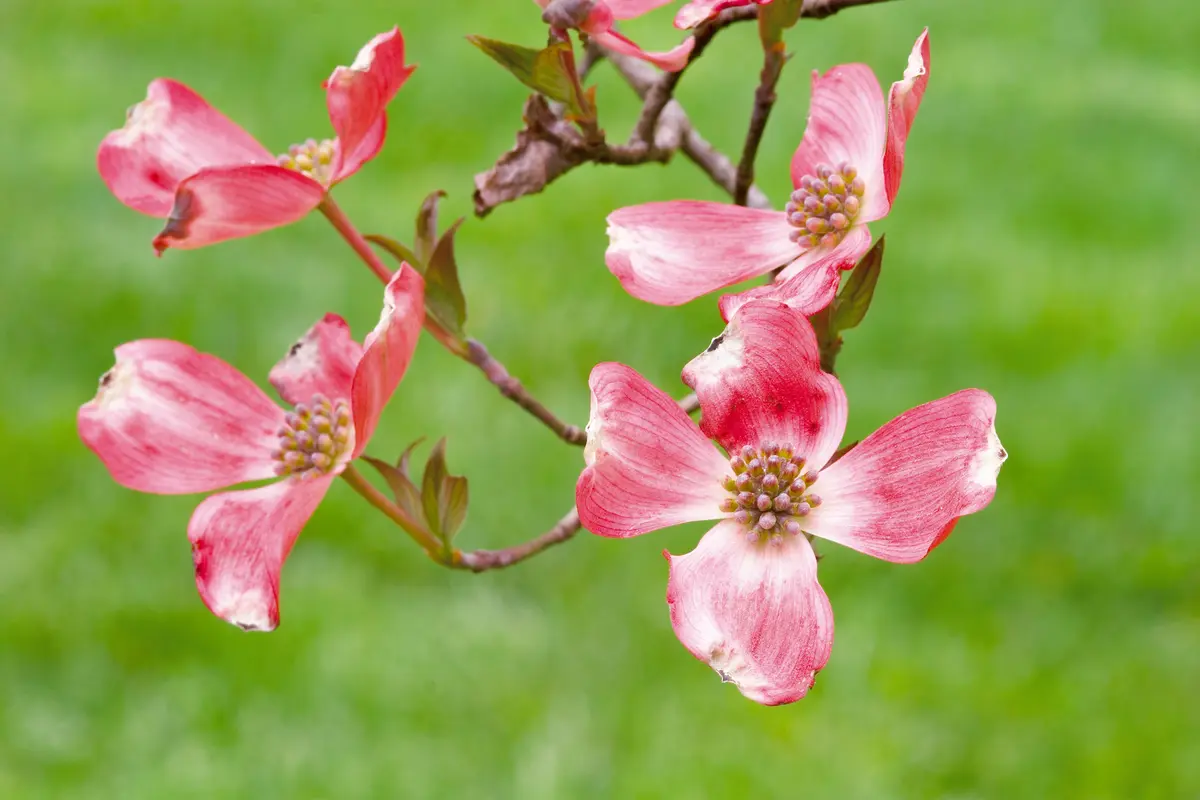 Cornus florida 'Indian Chief' Red Dogwood Cornus florida 'Indian Chief' Red Dogwood