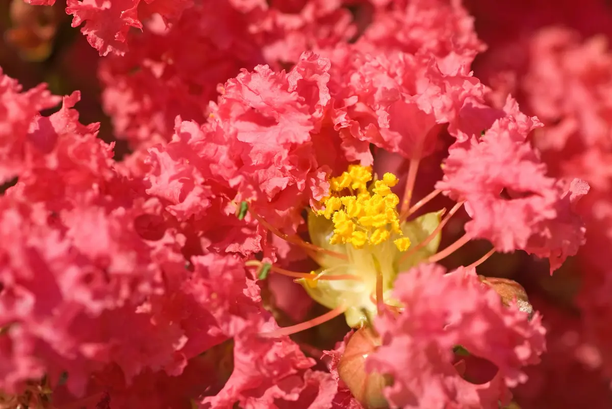 Tuscarora Crepe Myrtle Tuscarora Crepe Myrtle