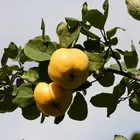 Smyrna Quince Tree