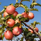 Fuji Apple Tree