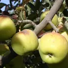Golden Delicious Apple Tree
