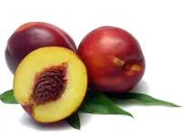 Ruby Grand Nectarine Tree