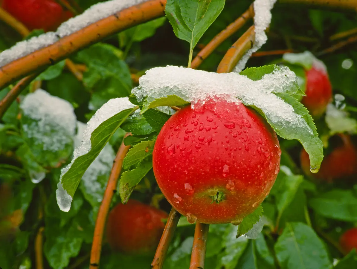 Red Rome Beauty Apple Tree Red Rome Beauty Apple Tree