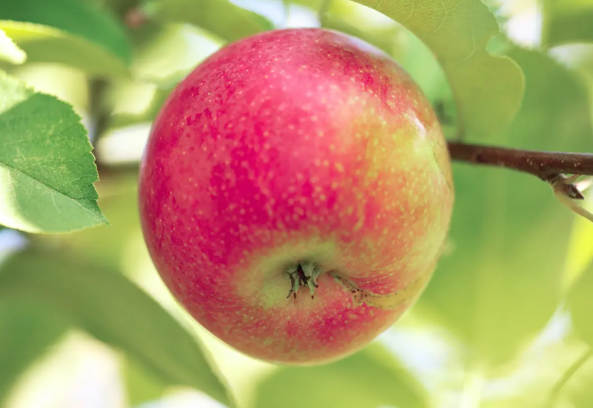 Anna Apple Tree