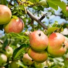 Anna Apple Tree