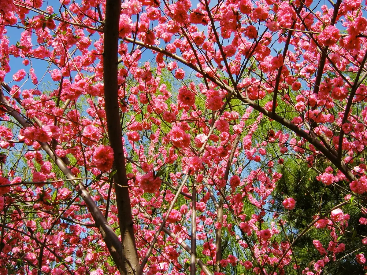 Double Red Flowering Peach Tree for Sale (Zones 6-10) • Willis