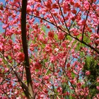 Double Red Flowering Peach Tree