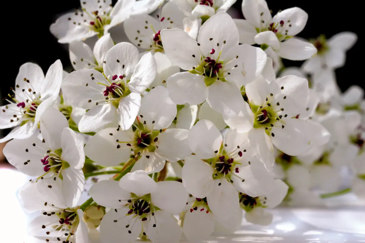 Bradford Flowering Pear Tree