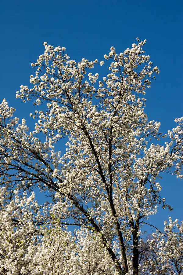 Bradford Flowering Pear Tree