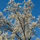 Bradford Flowering Pear Tree