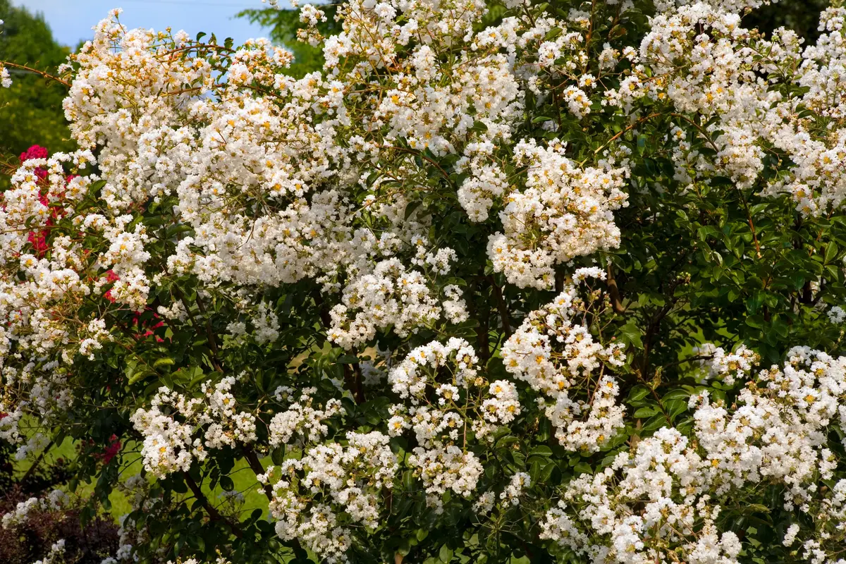 Natchez Crepe Myrtle