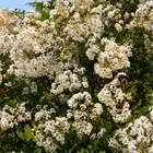 Natchez Crepe Myrtle