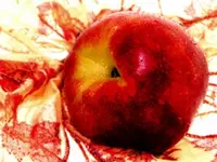 Ruby Grand Nectarine Tree