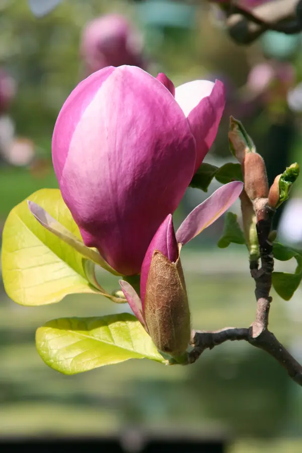 Jane Magnolia Jane Magnolia