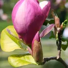 Jane Magnolia