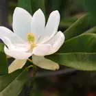 Magnolia virginiana 'Sweetbay'