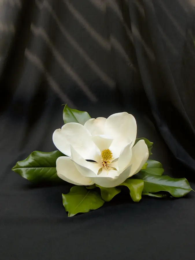 Magnolia Grandiflora 'Claudia Wannamaker'