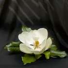 Magnolia Grandiflora 'Claudia Wannamaker'