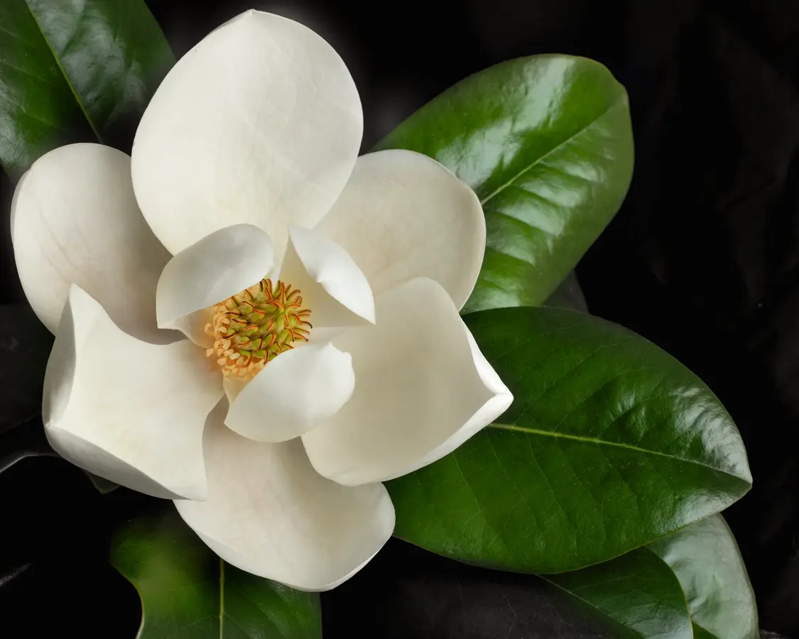 Magnolia Grandiflora 'D D Blanchard' Magnolia Grandiflora 'D D Blanchard'