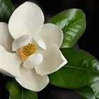Magnolia Grandiflora 'D D Blanchard'