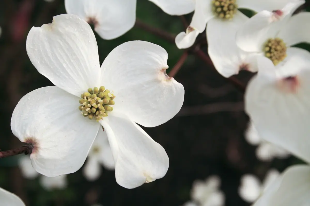 Cornus florida 'Weaver' White Dogwood Cornus florida 'Weaver' White Dogwood
