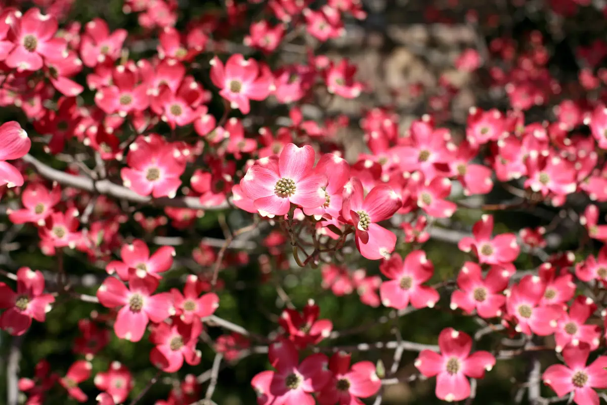 Cornus florida 'Indian Chief' Red Dogwood Cornus florida 'Indian Chief' Red Dogwood