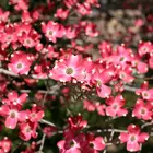 Cornus florida 'Indian Chief' Red Dogwood