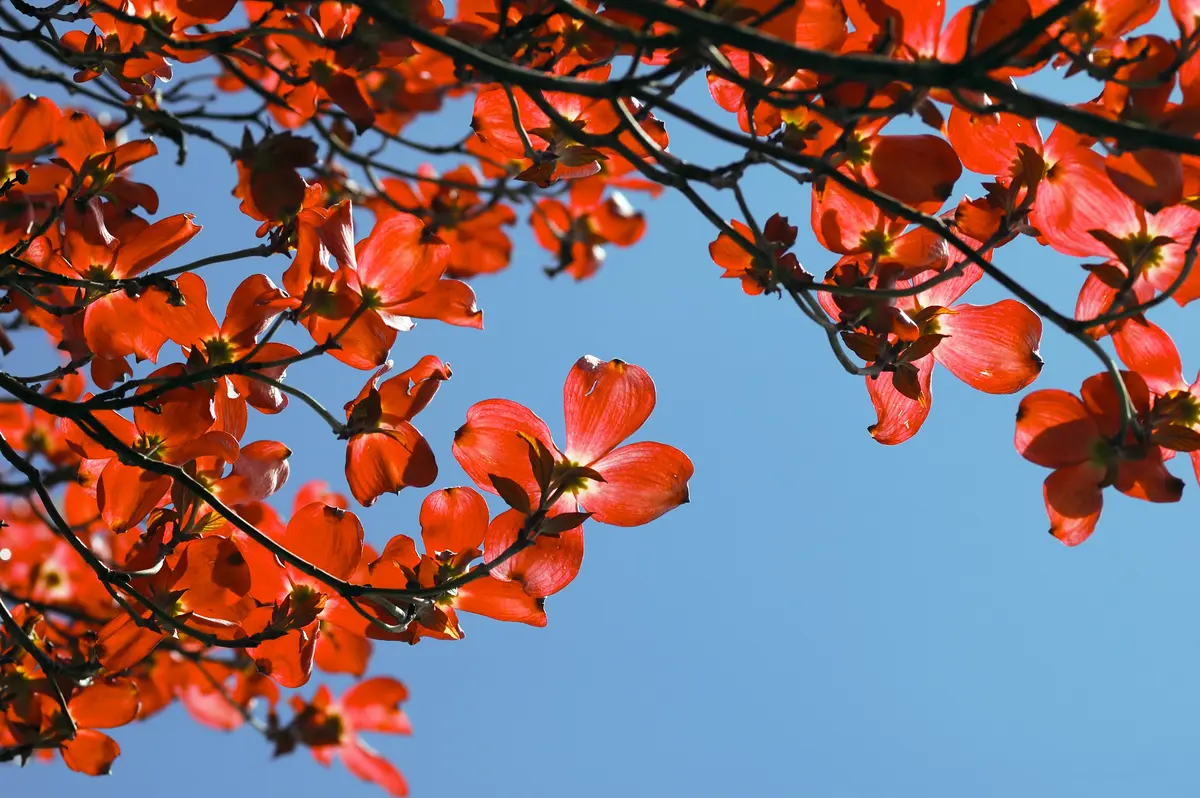Cornus florida 'Indian Chief' Red Dogwood Cornus florida 'Indian Chief' Red Dogwood