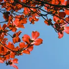 Cornus florida 'Indian Chief' Red Dogwood