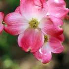 Cornus florida rubra 'Indian Princess' Pink Dogwood