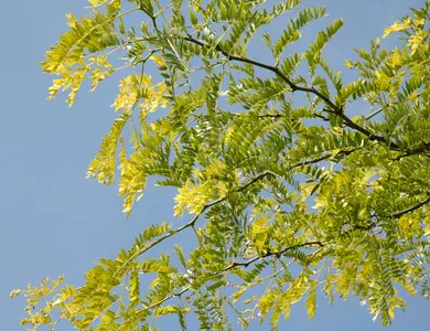 Honey Locust