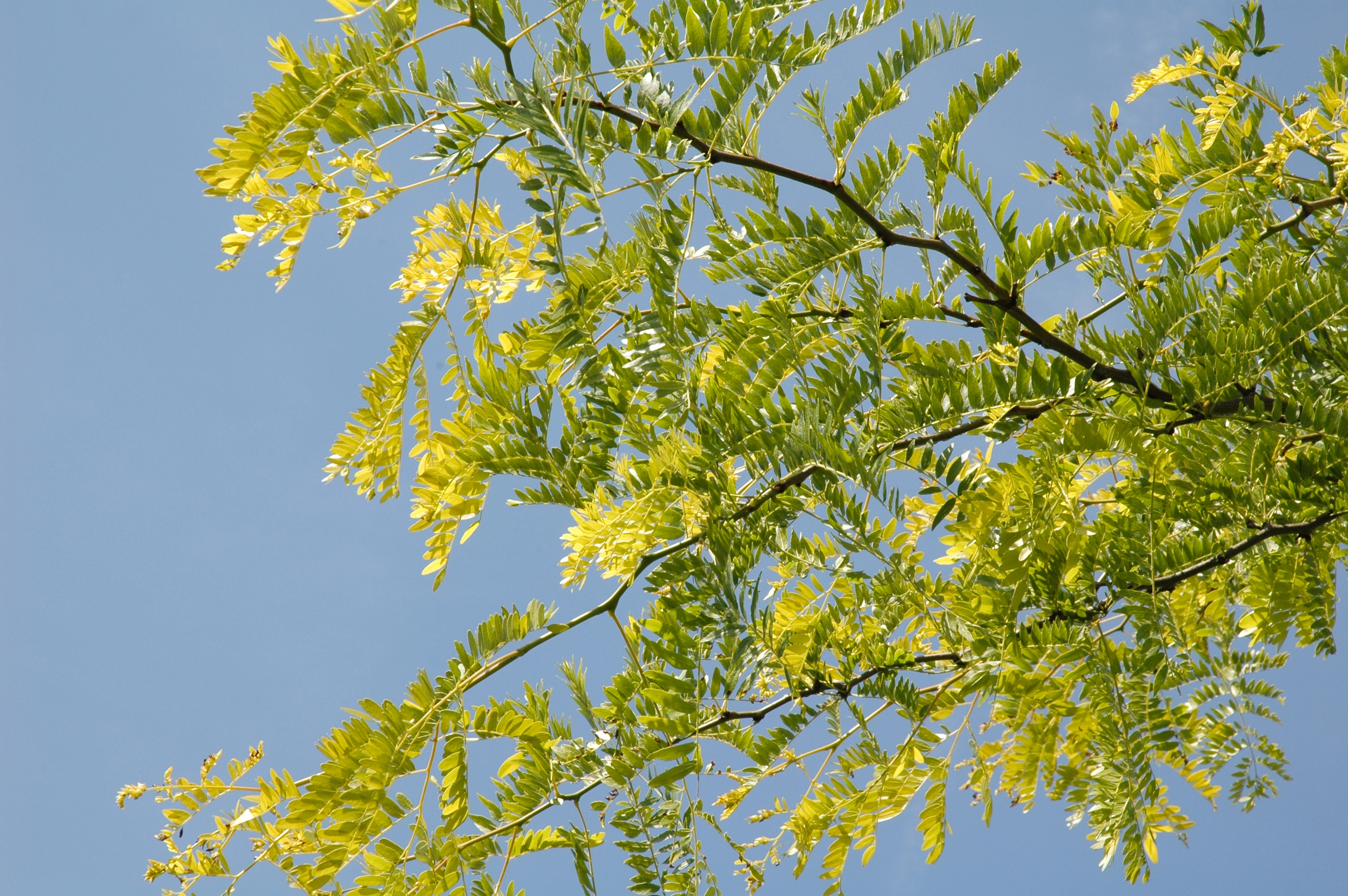 Honey Locust