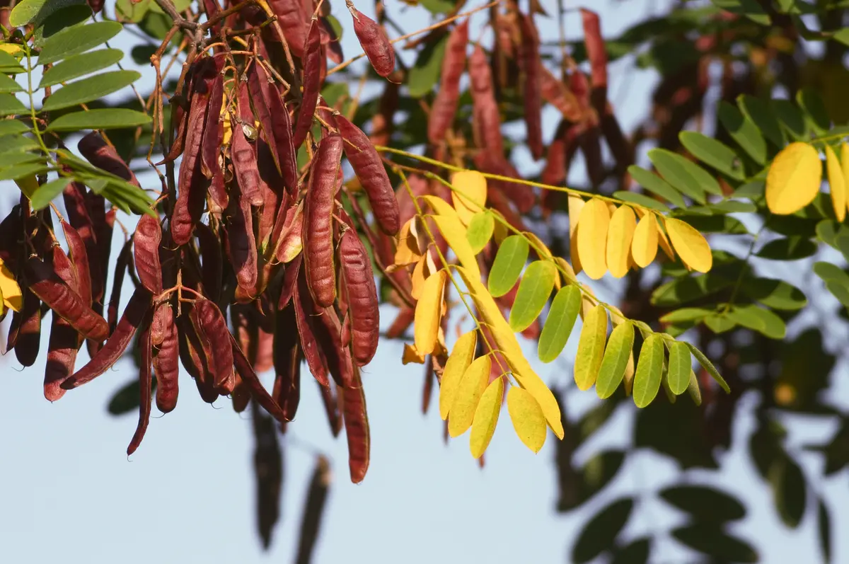 Honey Locust