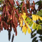Honey Locust