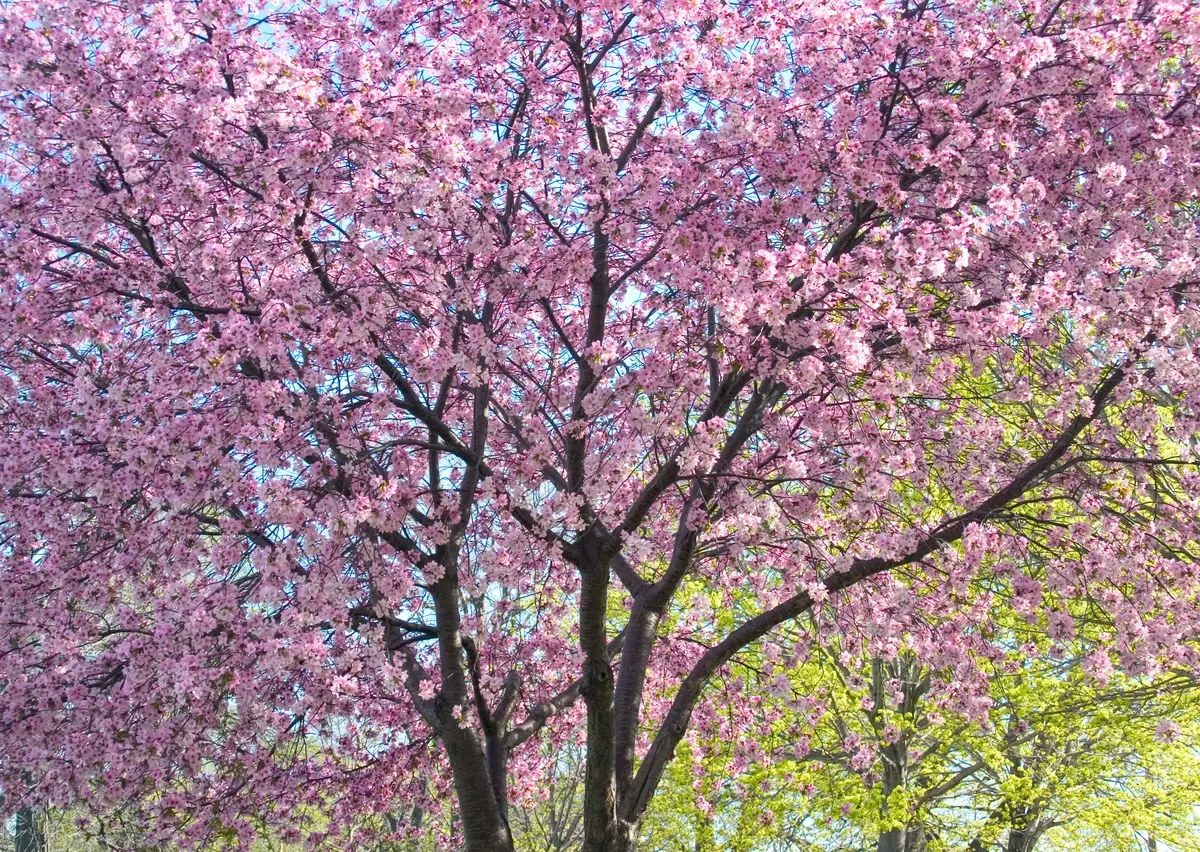 Radiant Flowering Crabapple Radiant Flowering Crabapple