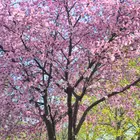 Radiant Flowering Crabapple