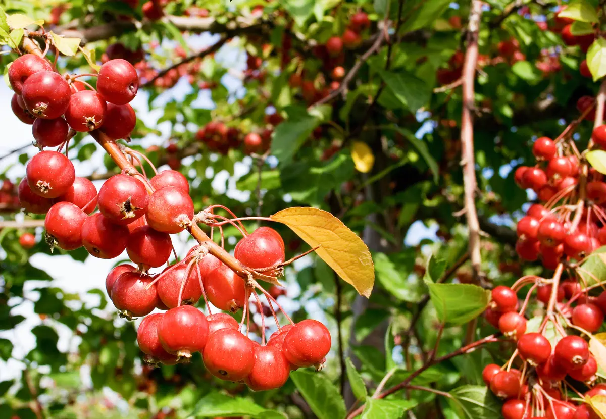 Radiant Flowering Crabapple Radiant Flowering Crabapple
