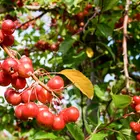 Radiant Flowering Crabapple