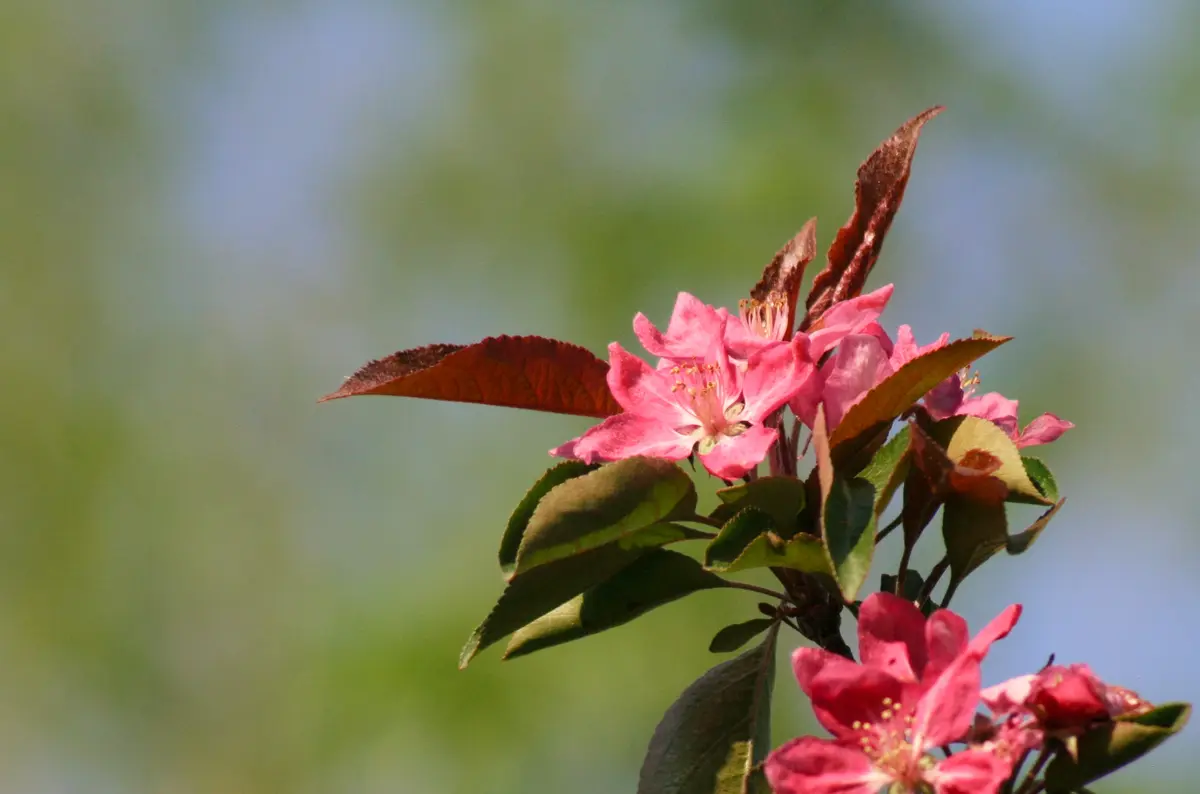Purple Wave Flowering Crabapple Purple Wave Flowering Crabapple
