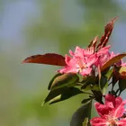 Purple Wave Flowering Crabapple